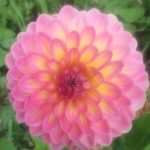 Dahlia Pink Suffusion