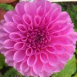 Dahlia Roban Regal