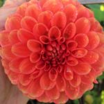 Dahlia Zundert Mysterie Fox