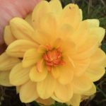 Dahlia Rancho