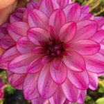 Dahlia Seduction