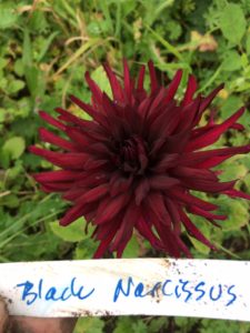 Dahlia Black Narcissus