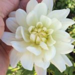 Dahlia Miss Blanche