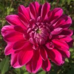 Dahlia Hapet Charmant