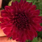 Dahlia Royal Velvet