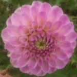 Dahlia Hollyhill Lizz