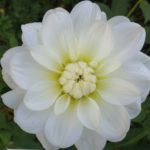 Dahlia Bride to Be