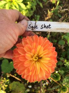 Dahlia Safe Shot