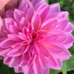 Dahlia Lucky Number