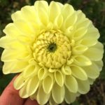 Dahlia Boom Boom Yellow