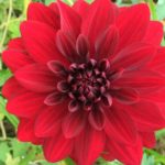 Dahlia Bloody Mary