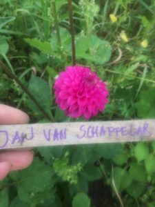 Dahlia Jan Van Schaffelar