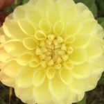 Dahlia Polventon Suppreme