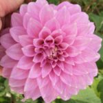 Dahlia Lavender Nunton Harvest