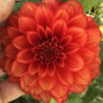 Dahlia Red Cap