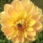 Dahlia Ace Summer Sunset