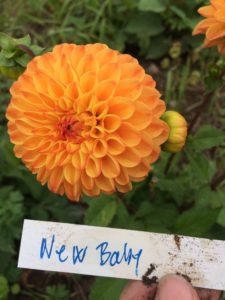 Dahlia New Baby