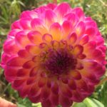 Dahlia Hapet Daydream