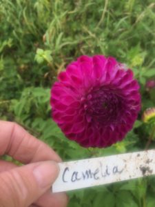 Dahlia Camelia
