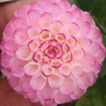 Dahlia Hapet Pom