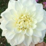 Dahlia Hapet Princess