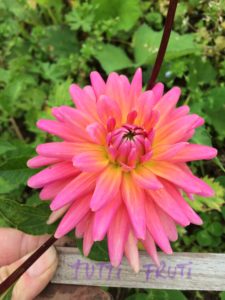 Dahlia Tutti Fruti