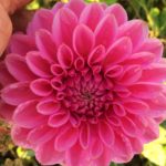 Dahlia Sandra