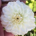 Dahlia Mistil Delight