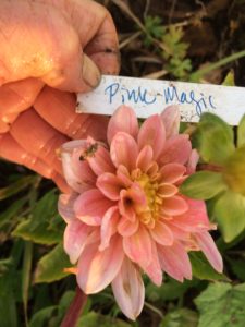 Dahlia Pink Magic