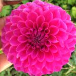 Dahlia Marston Lilac