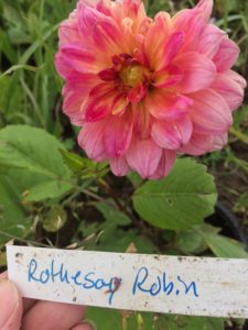 Dahlia Rothesay Robin