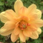 Dahlia Apricot Desire