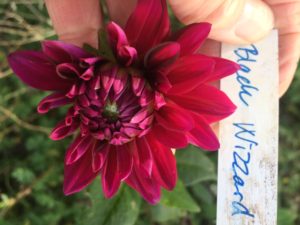 Dahlia Black Wizzard