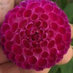 Dahlia Oreti Duke