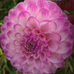 Dahlia Hapet Rosaly