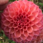 Dahlia Dikara Superb