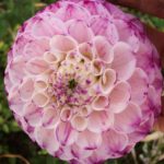 Dahlia Hapet Neon Point