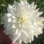 Dahlia Eternal Snow