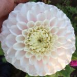 Dahlia Perlu Zvejnieks