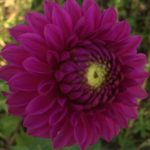 Dahlia Marston Lilac