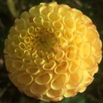 Dahlia Glenbank Honeycomb