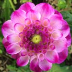 Dahlia Neon Point