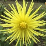 Dahlia Yellow Spider