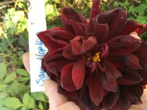 Dahlia Sam Hopkins