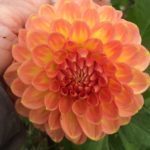 Dahlia Hillcrest Suffusion