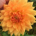 Dahlia Glorie Van Noordwijk