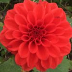 Dahlia Red Cap