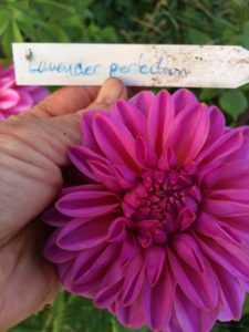 Dahlia Lavender Perfection