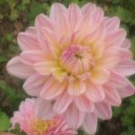 Dahlia Pink Magic