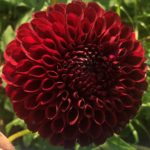 Dahlia Jowey Mirella